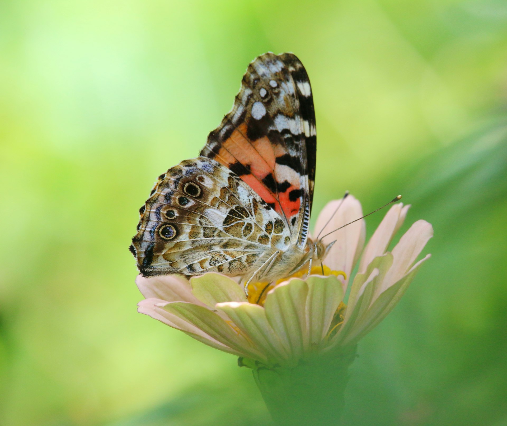 a butterfly on a flower