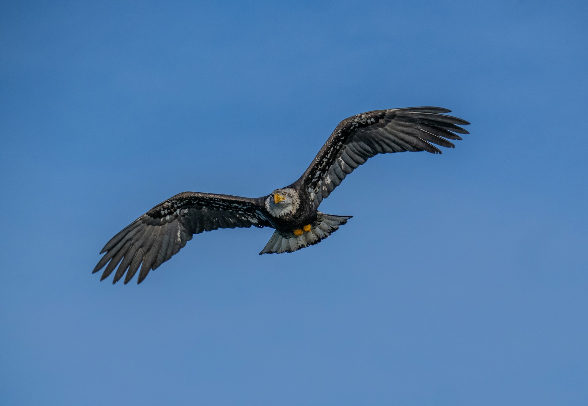 An eagle flies in the blue sky.